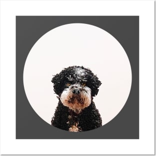 Buster the Havanese Dog Posters and Art
